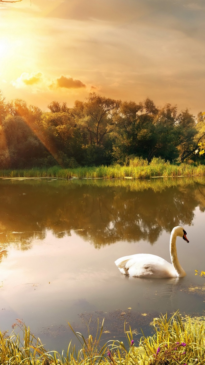 Swan On The Lake In Autumn