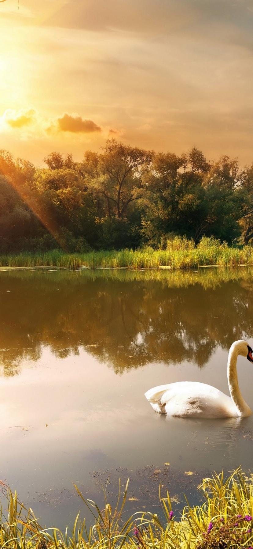 Swan On The Lake In Autumn