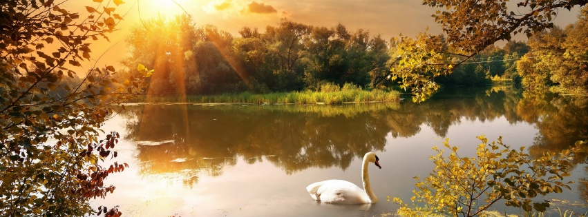 Swan On The Lake In Autumn