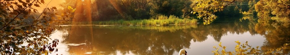 Swan On The Lake In Autumn