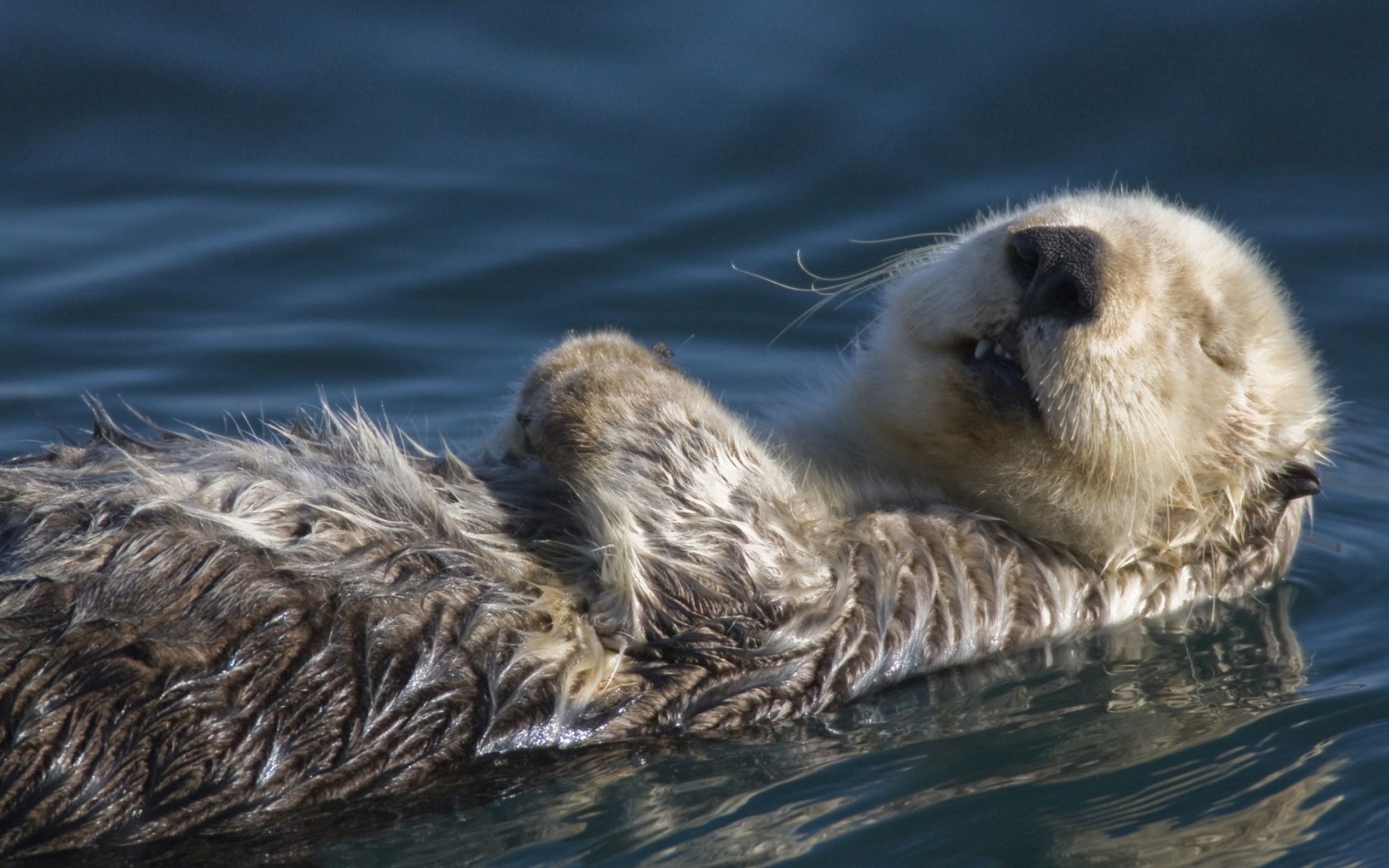 Swimming Badger