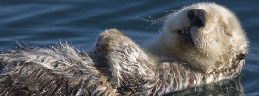 Swimming Badger