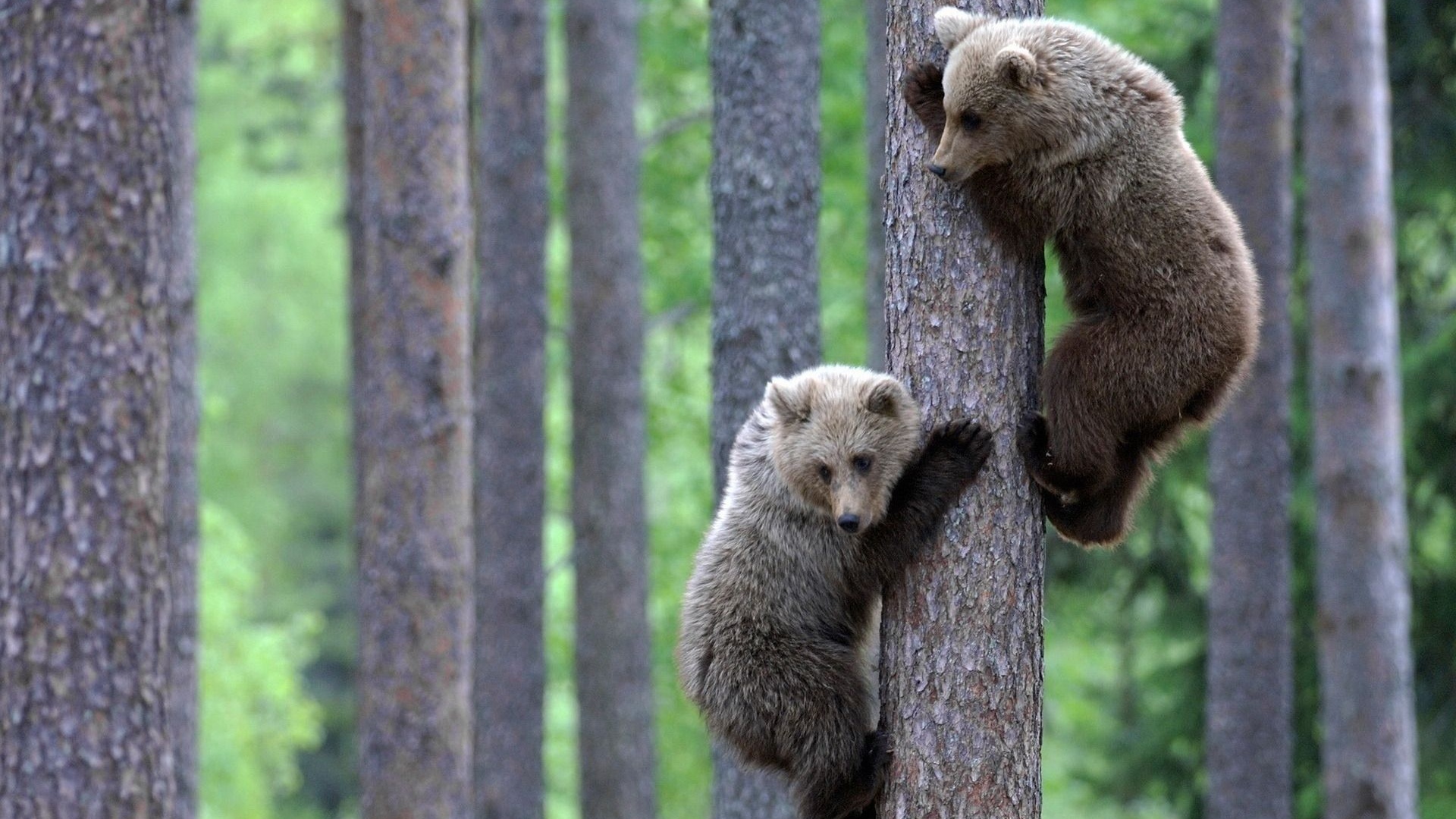 Teddy Bear Brothers