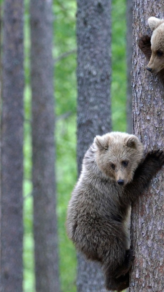 Teddy Bear Brothers