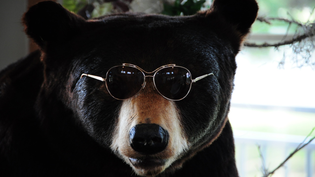 The Cool Bear