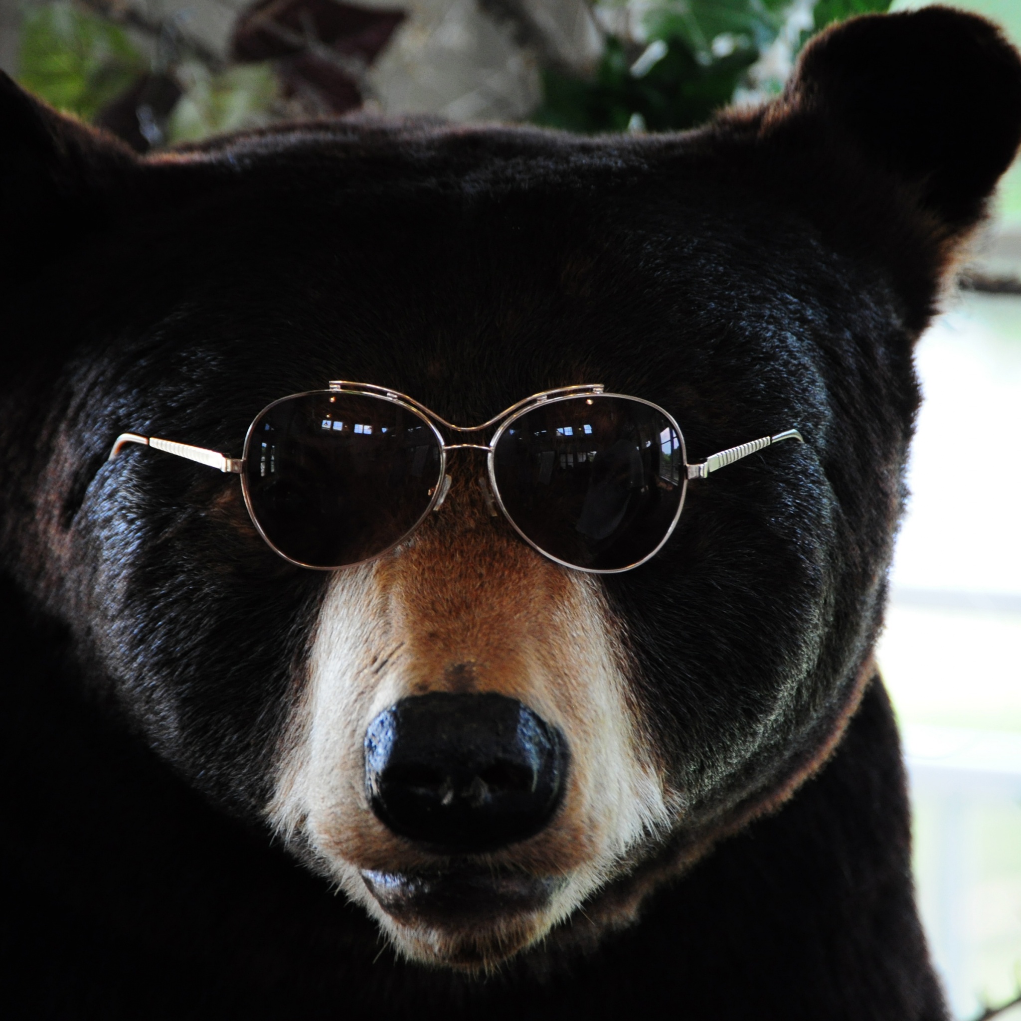 The Cool Bear