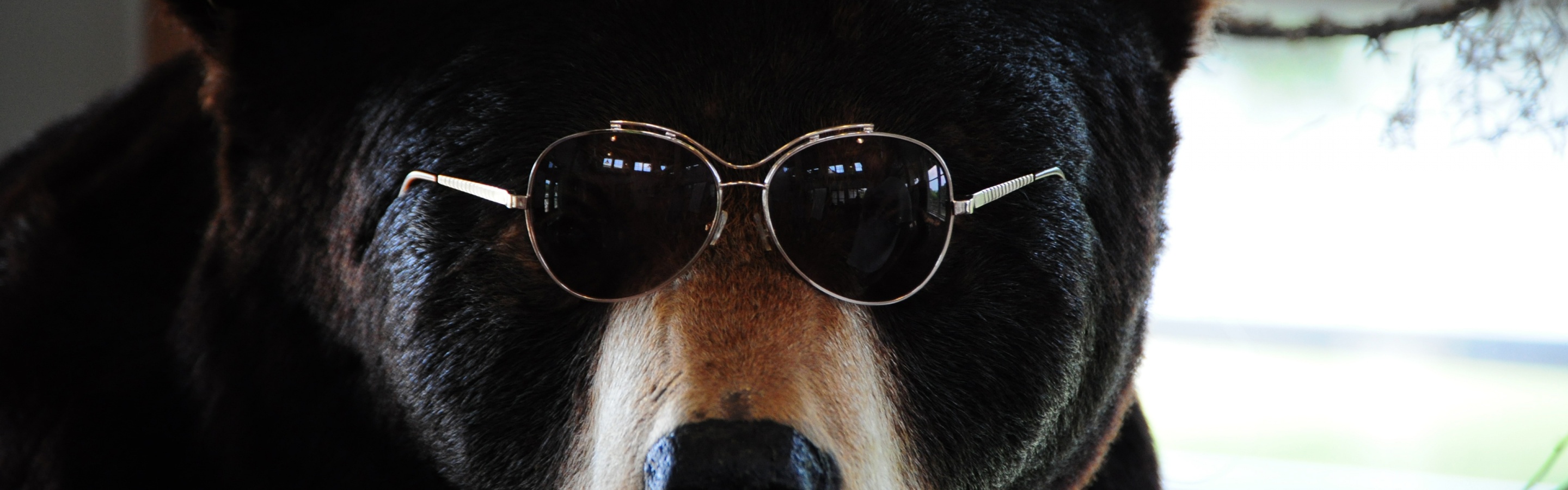 The Cool Bear