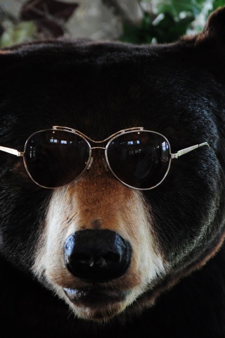 The Cool Bear