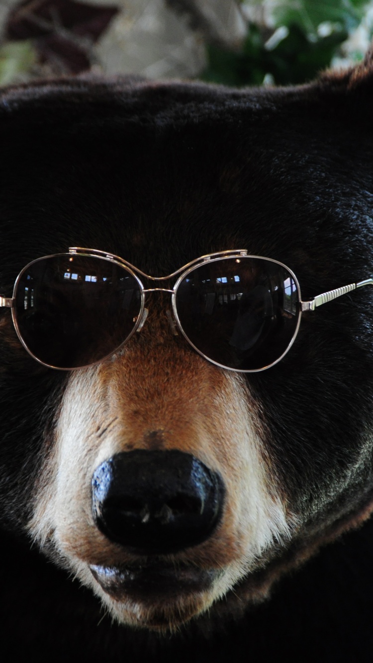 The Cool Bear