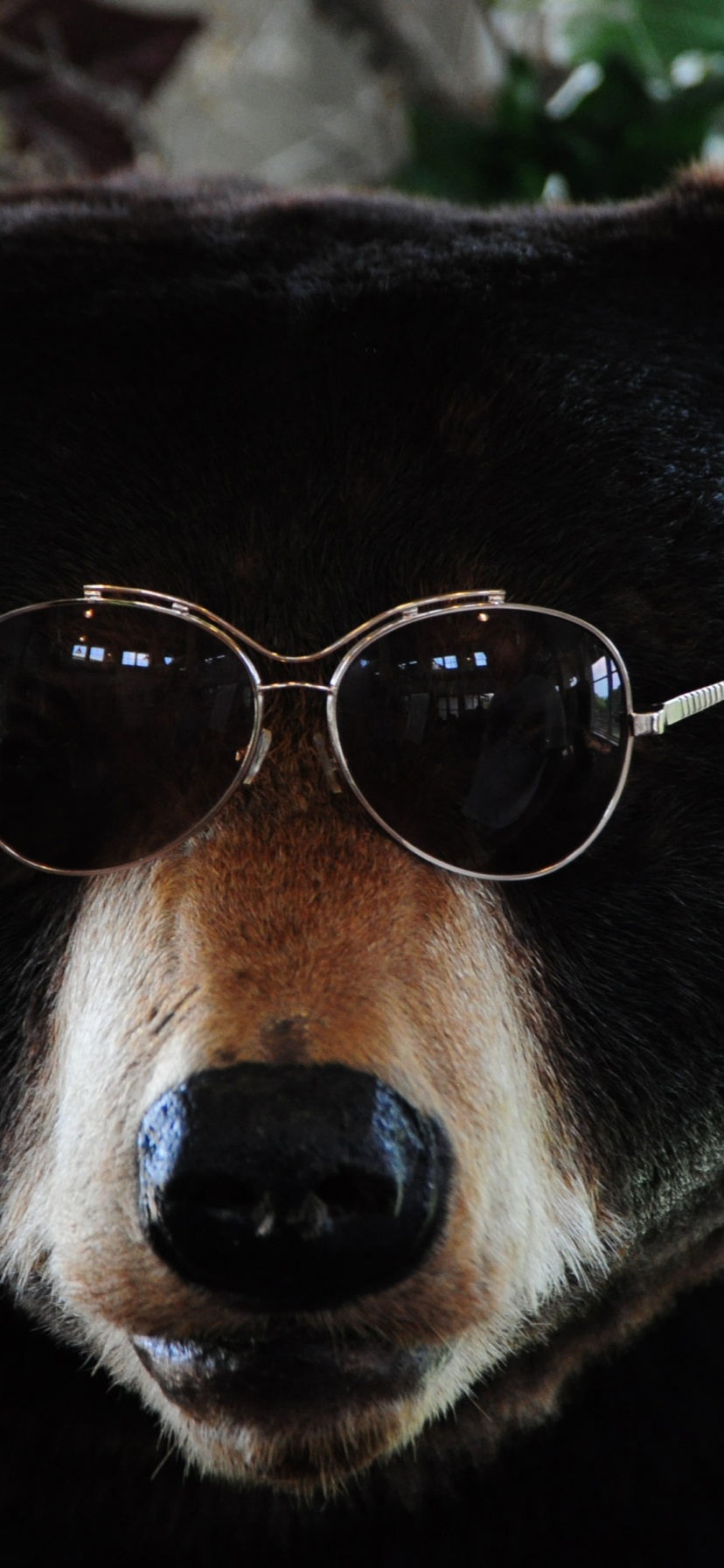 The Cool Bear