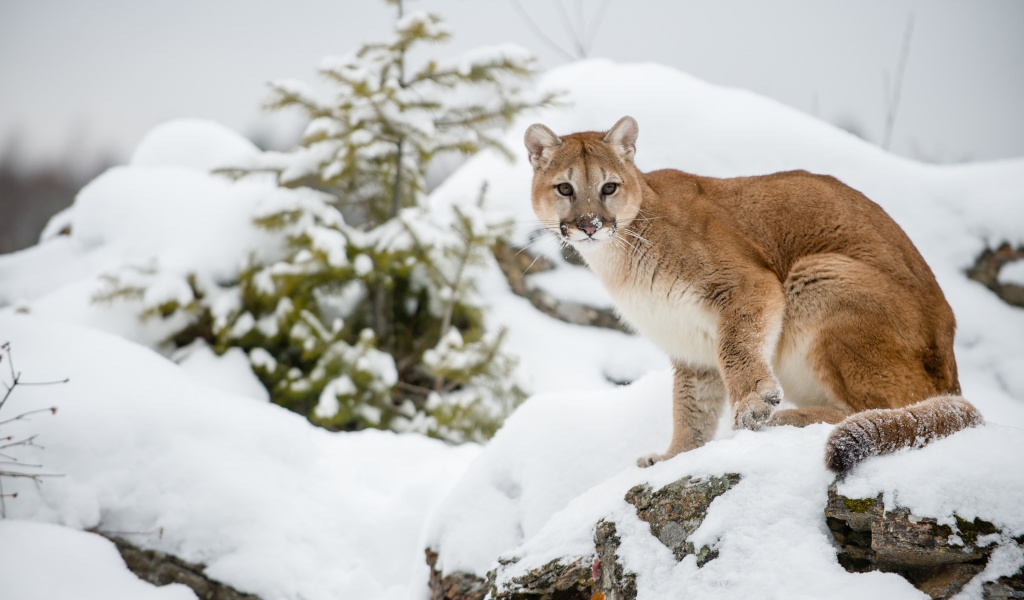 The Cougar - Mountain Lion