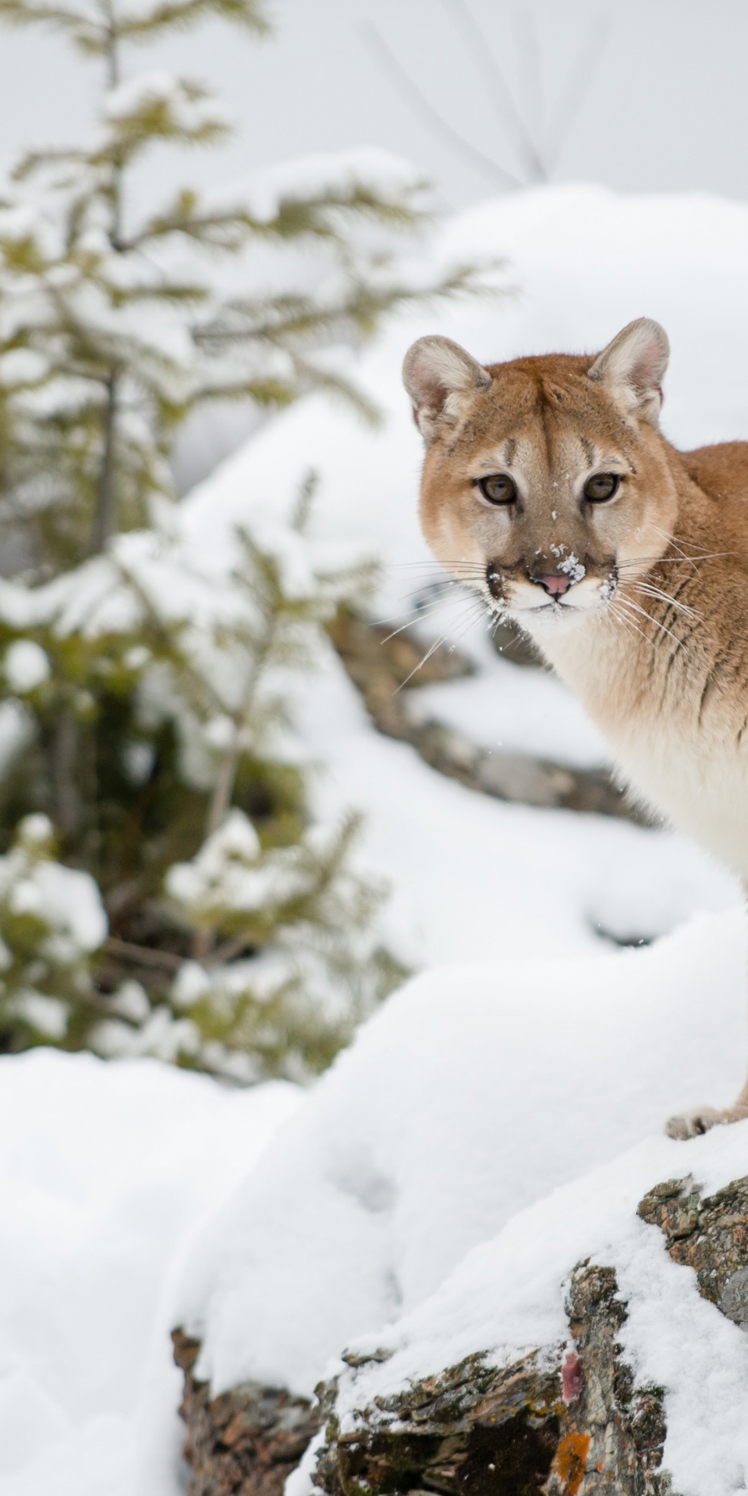 The Cougar - Mountain Lion