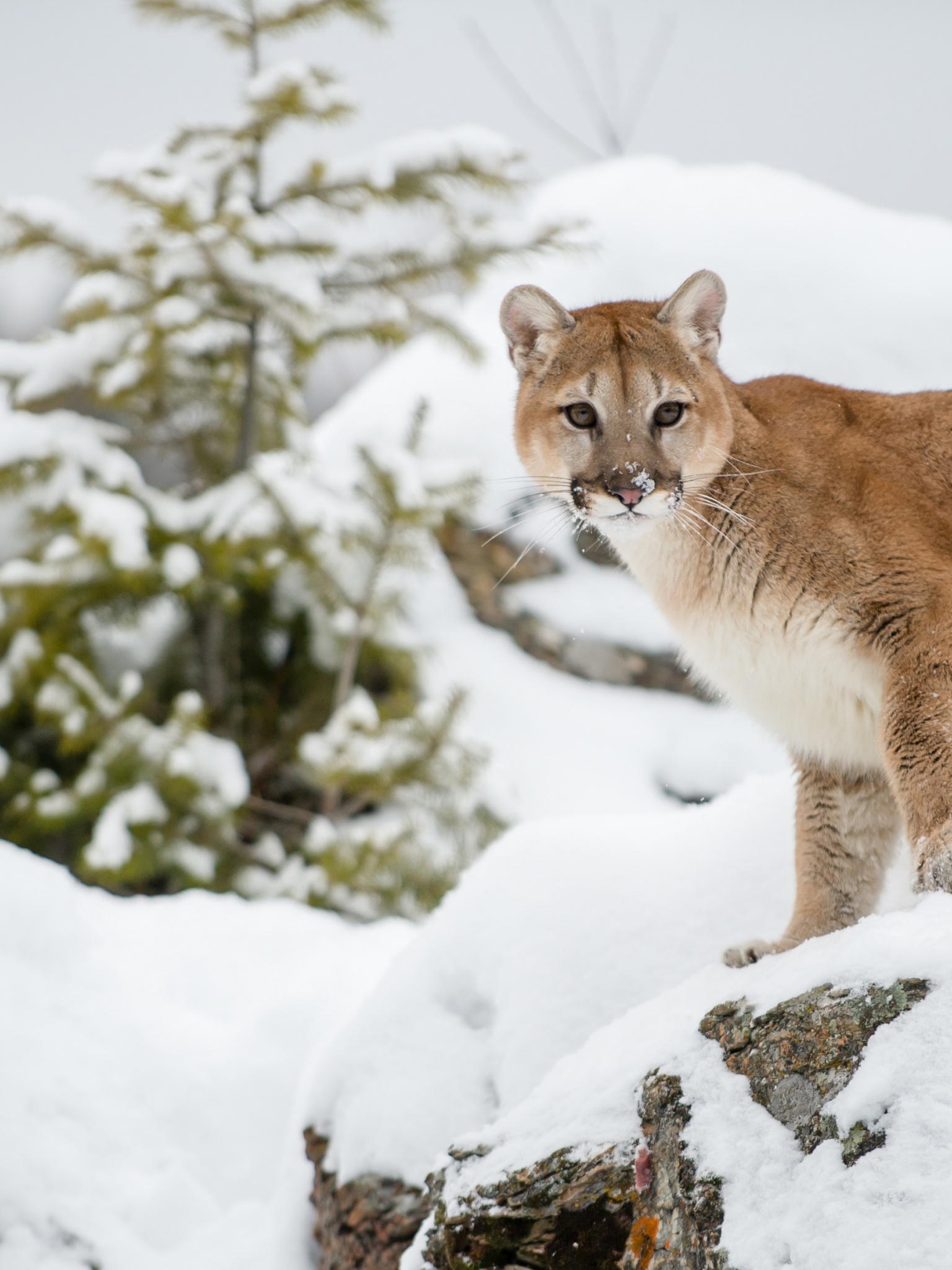 The Cougar - Mountain Lion