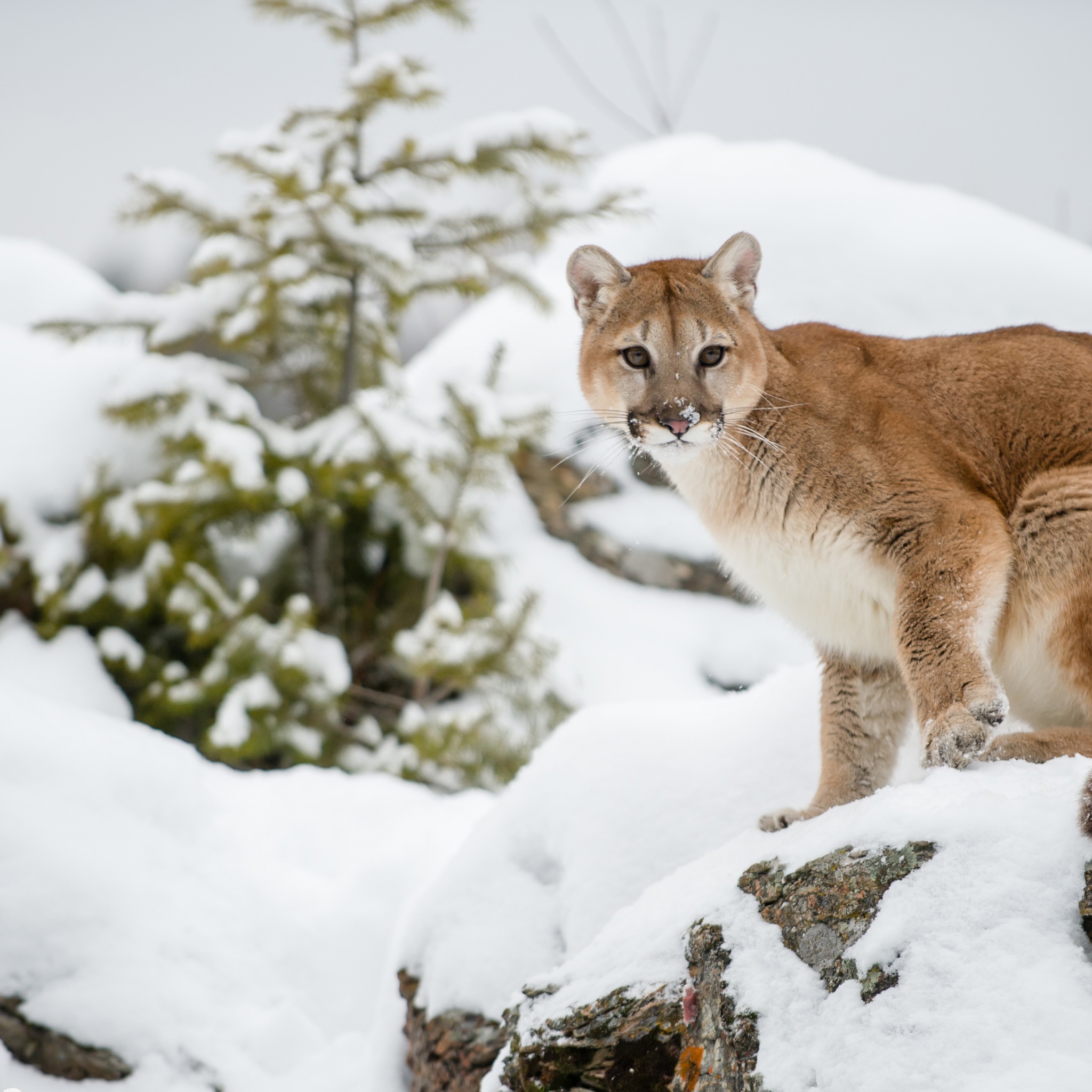 The Cougar - Mountain Lion