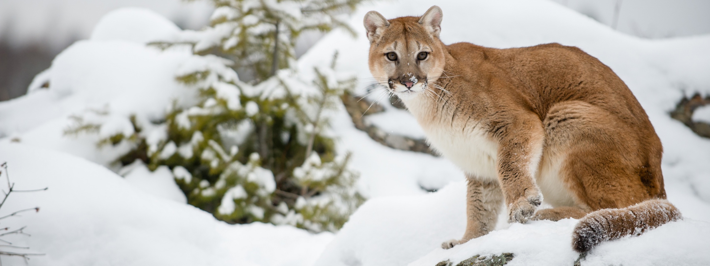 The Cougar - Mountain Lion