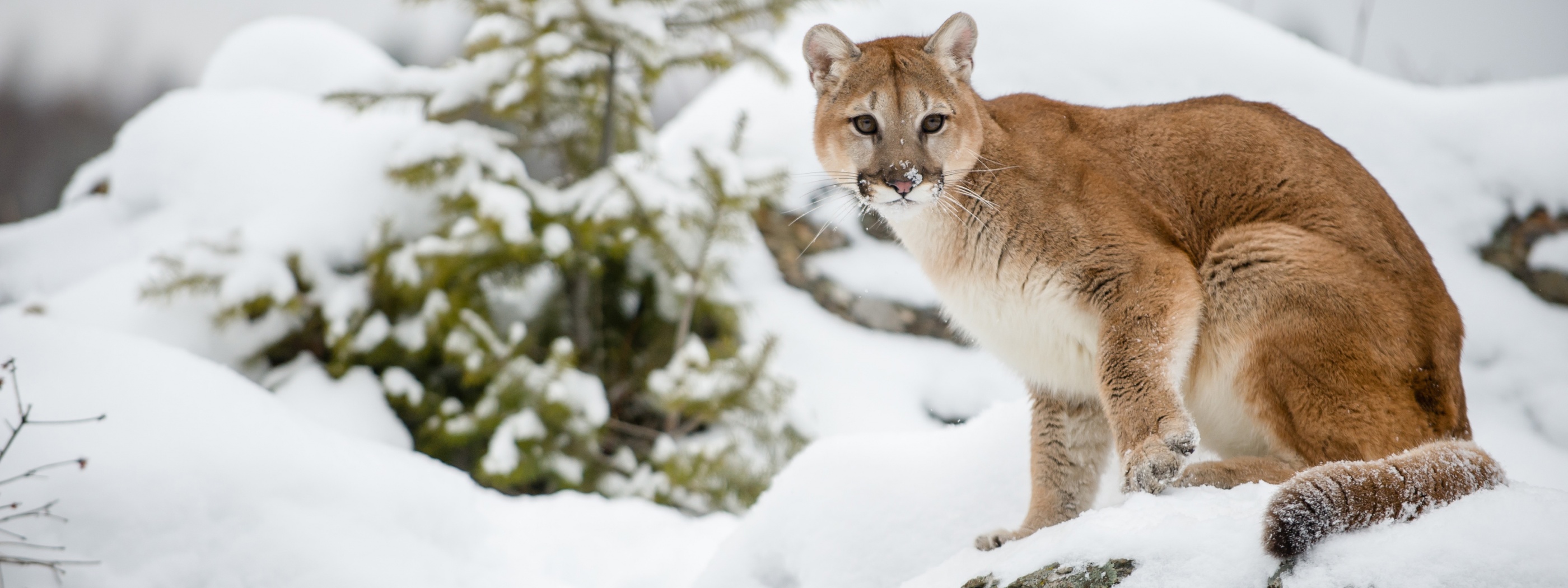 The Cougar - Mountain Lion