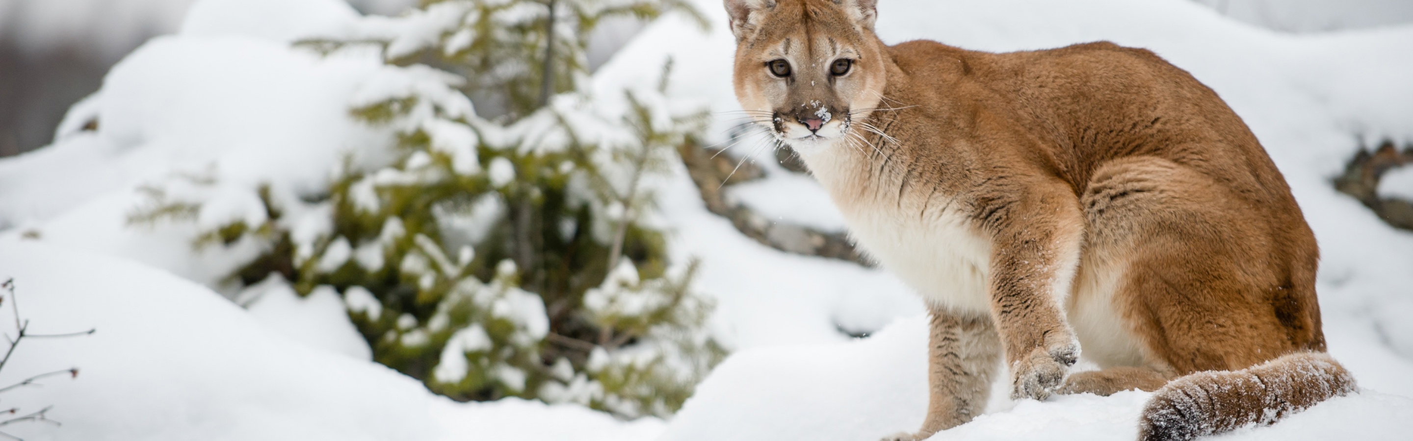 The Cougar - Mountain Lion