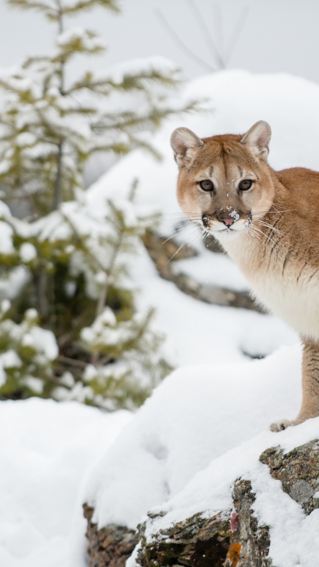 The Cougar - Mountain Lion