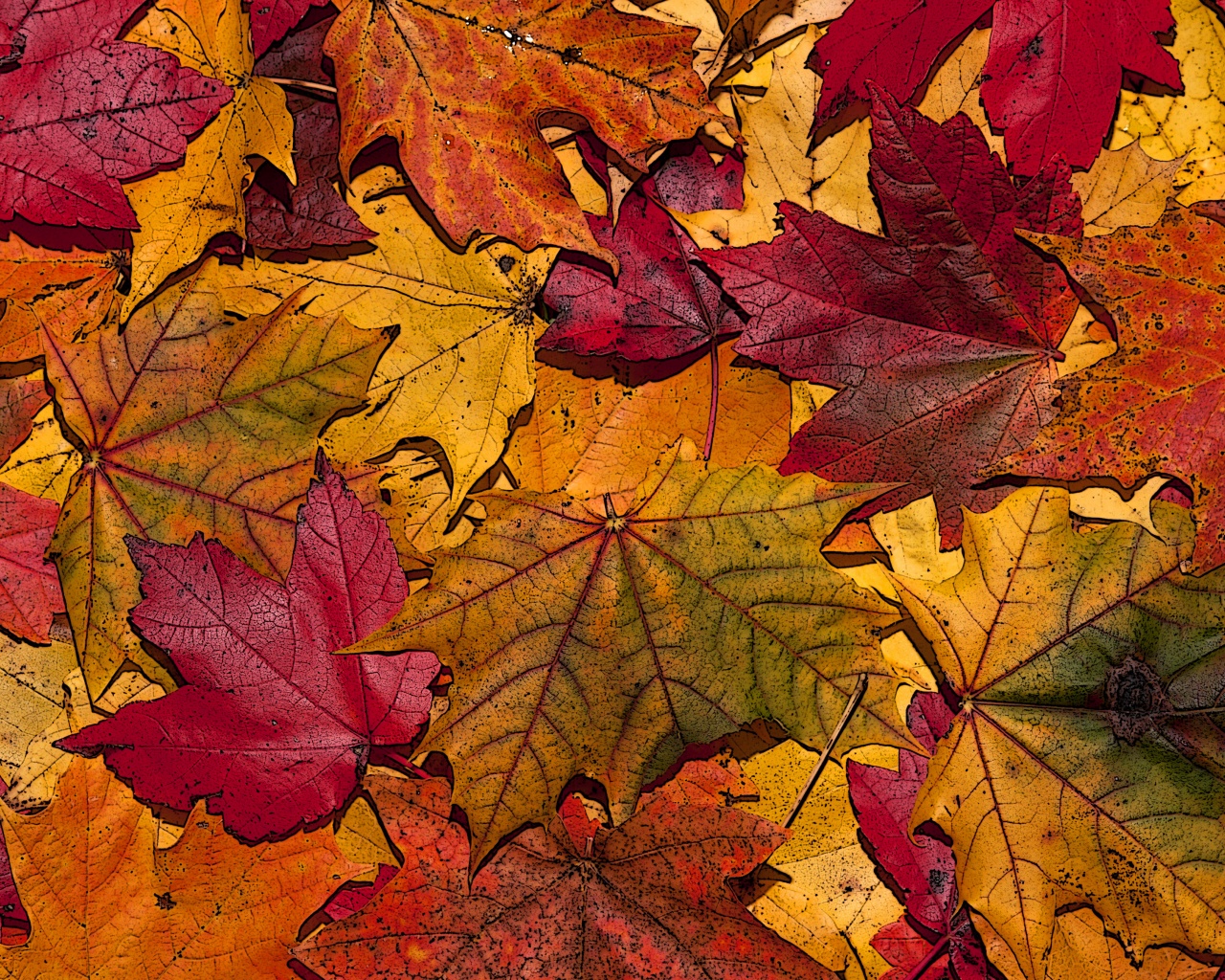 The Fallen Leaves In Autumn Colors