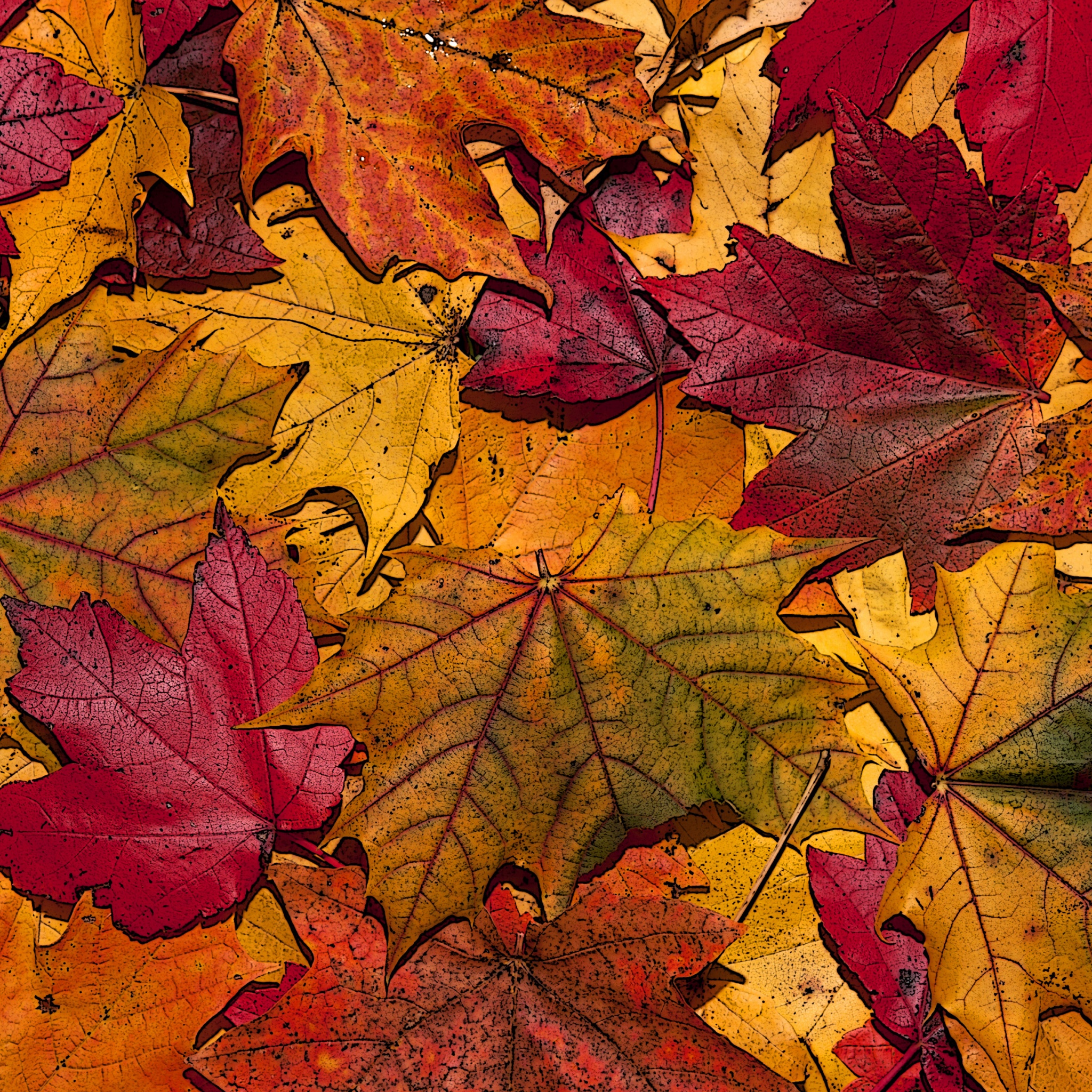 The Fallen Leaves In Autumn Colors