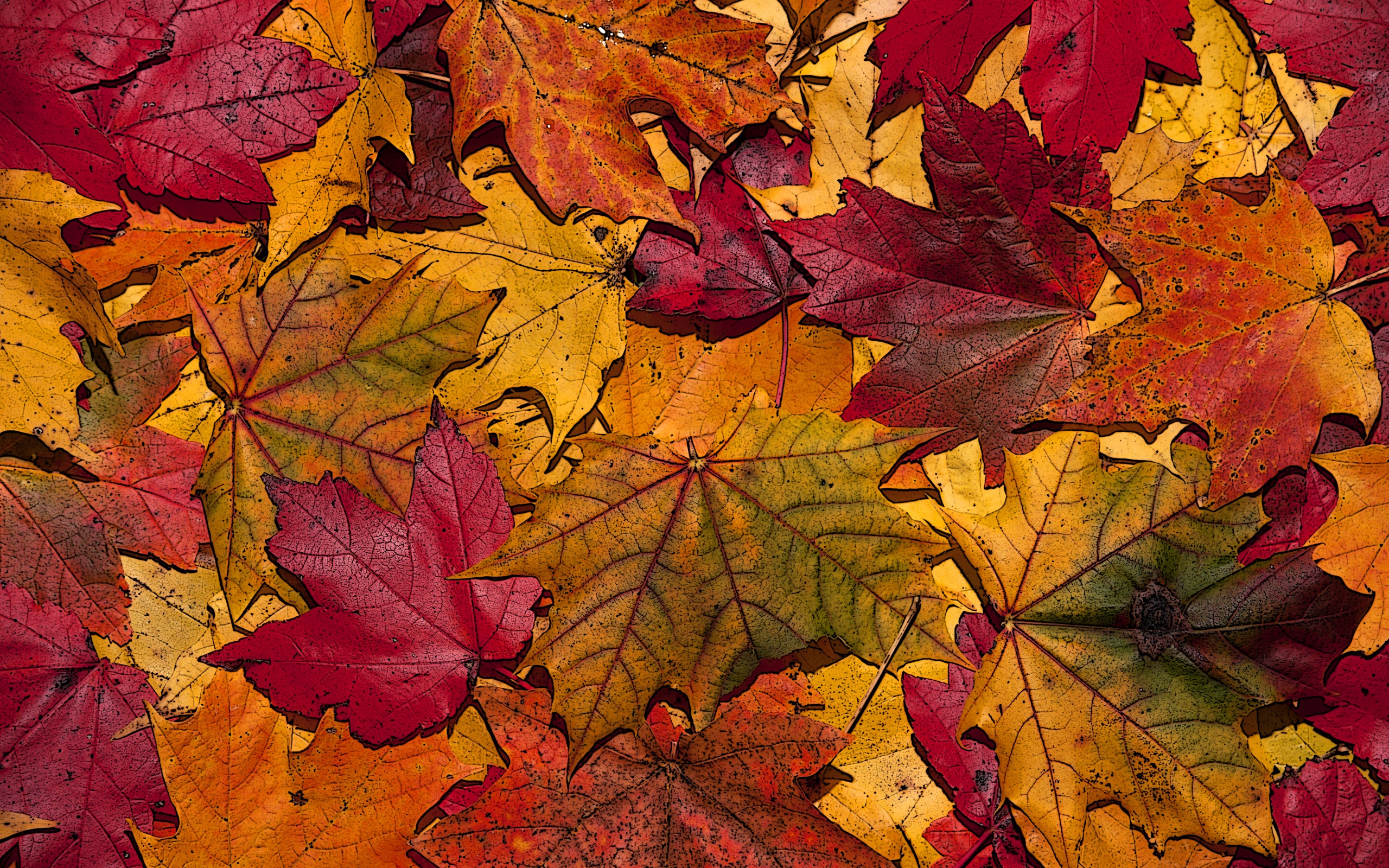 The Fallen Leaves In Autumn Colors