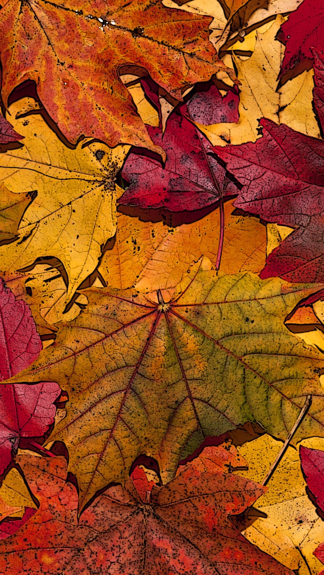 The Fallen Leaves In Autumn Colors