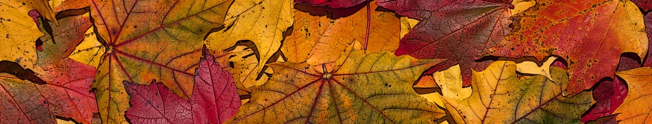 The Fallen Leaves In Autumn Colors