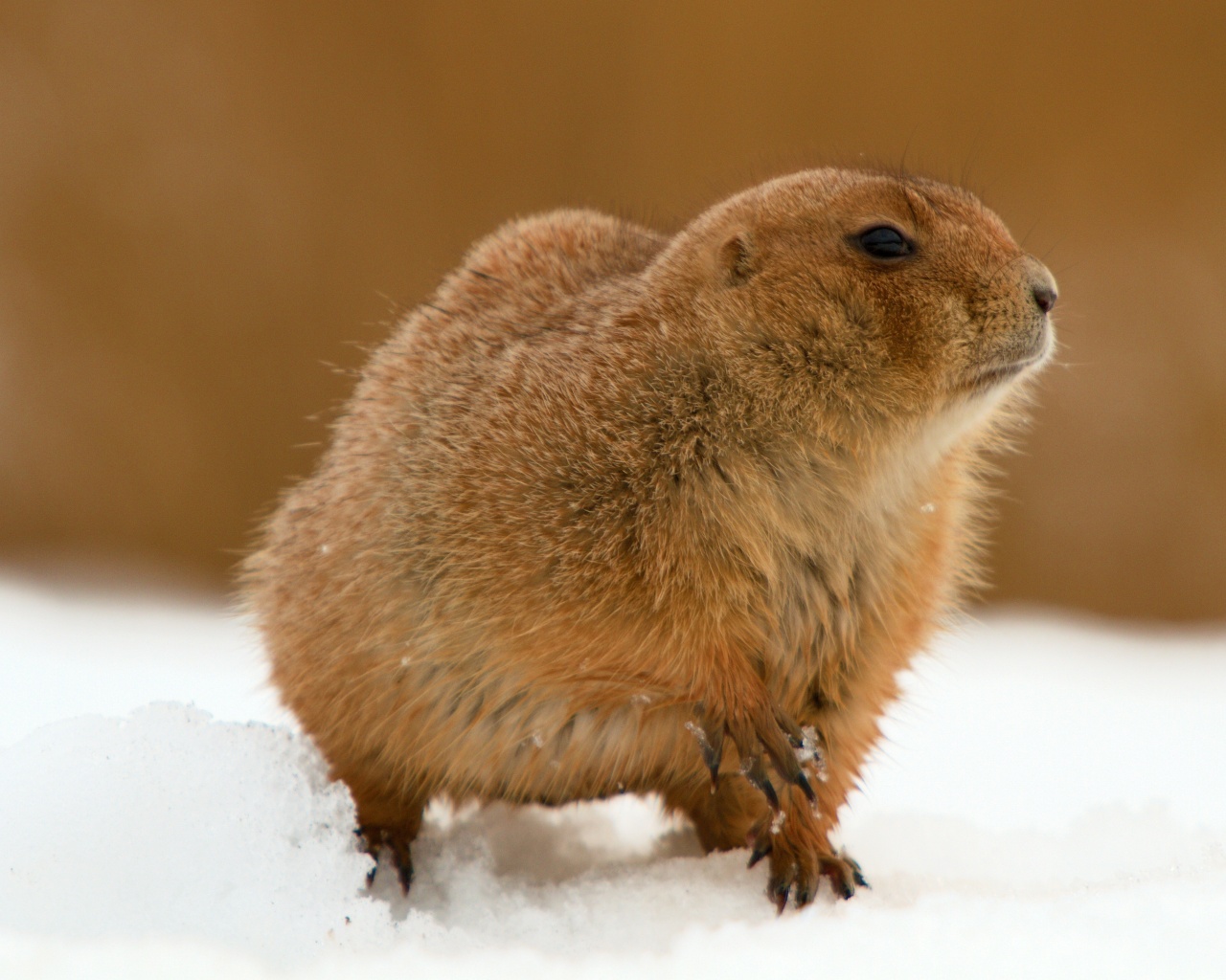 The Groundhog