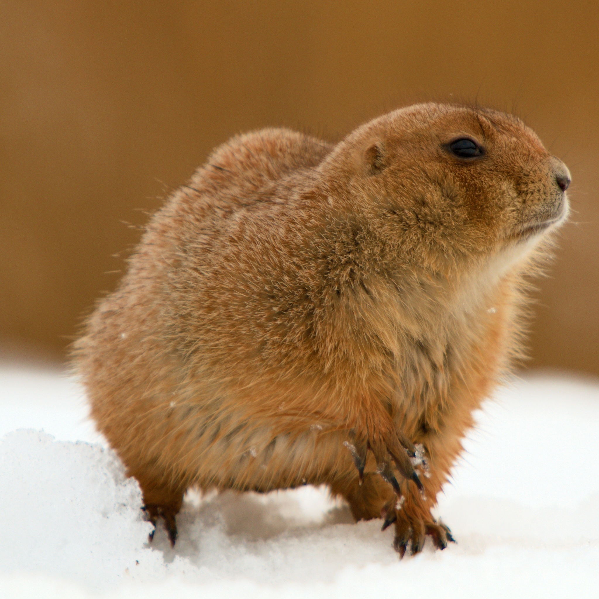 The Groundhog