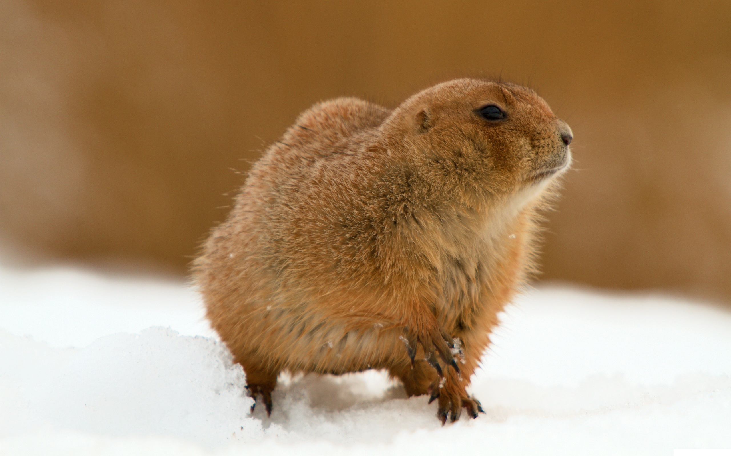 The Groundhog