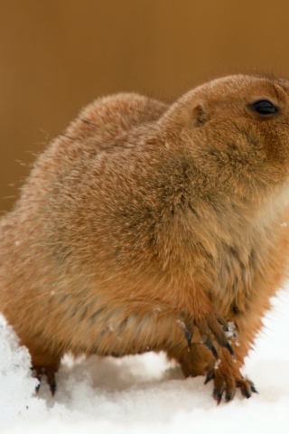 The Groundhog