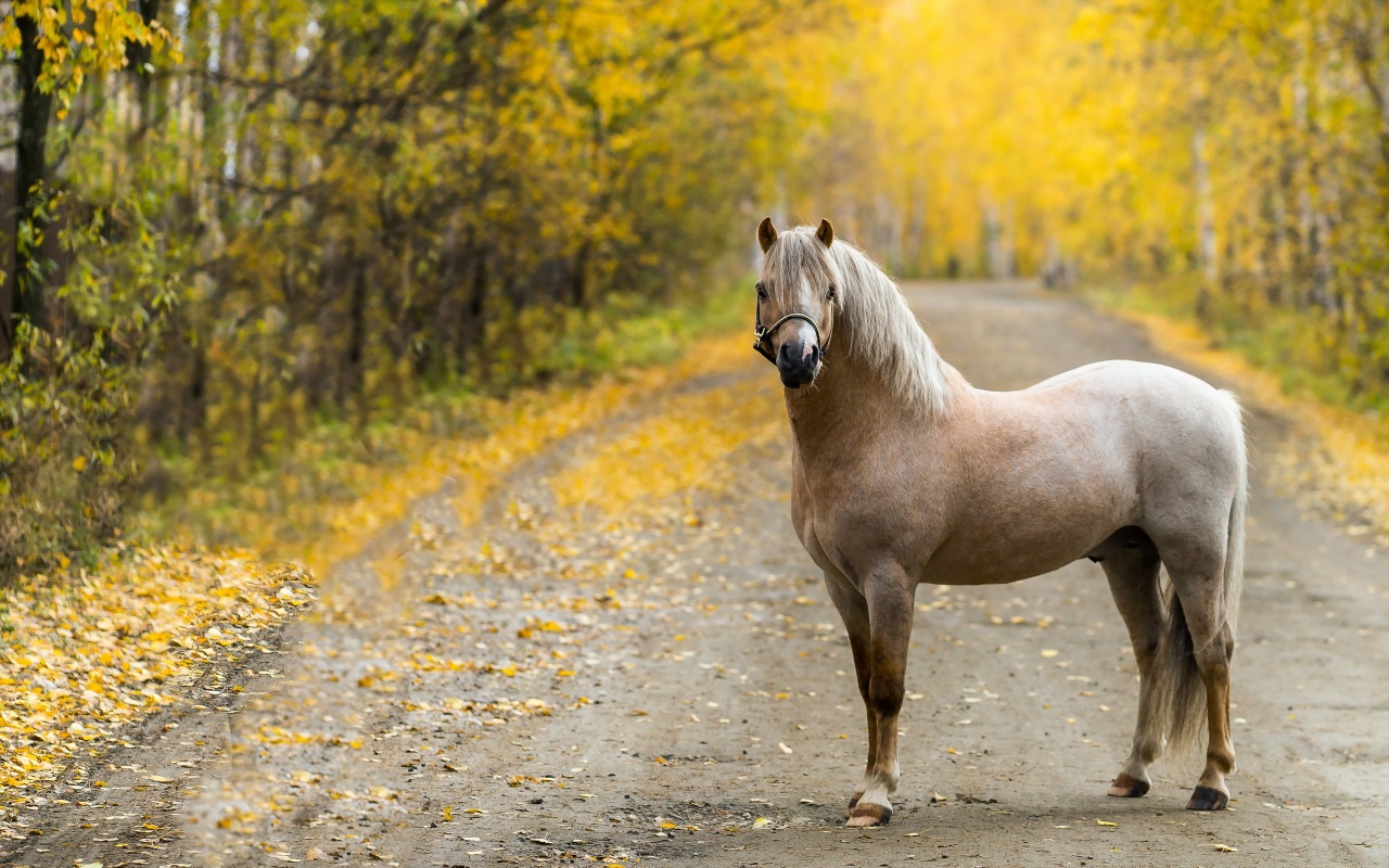 The Horse On The Road In The Fall