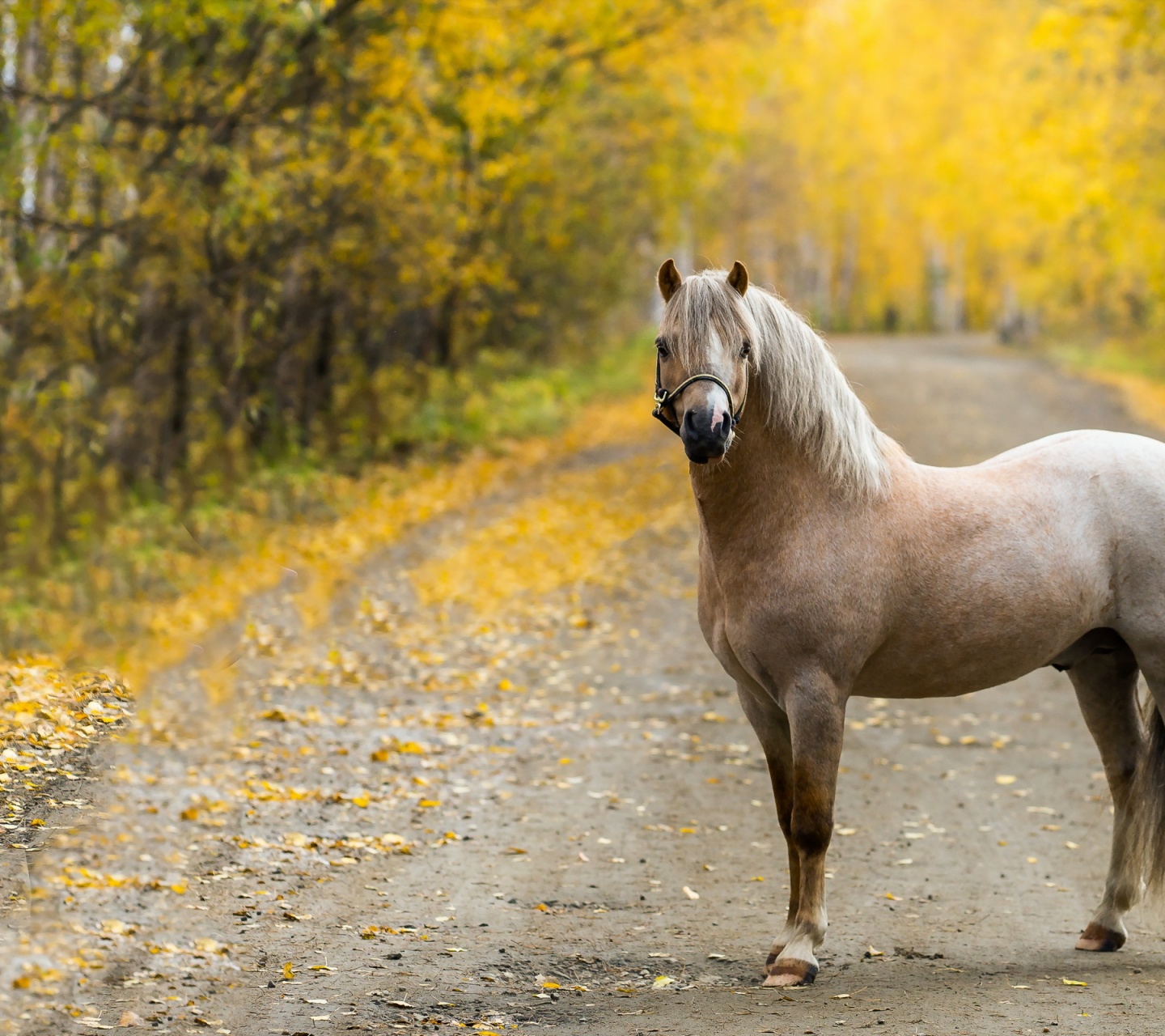 The Horse On The Road In The Fall