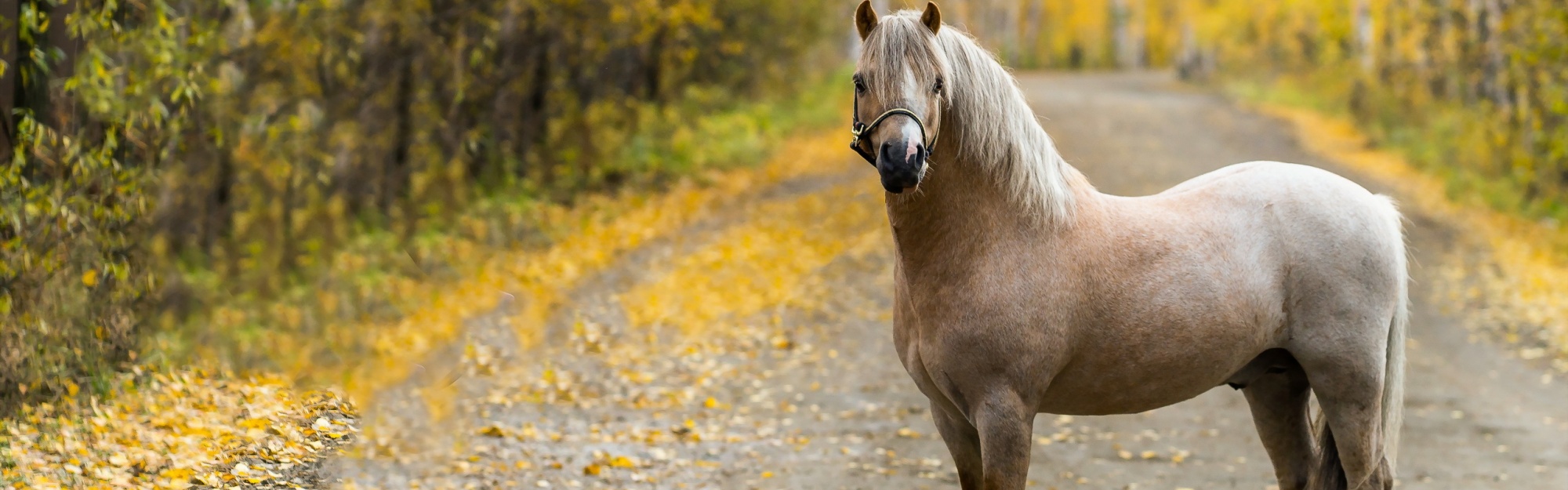 The Horse On The Road In The Fall