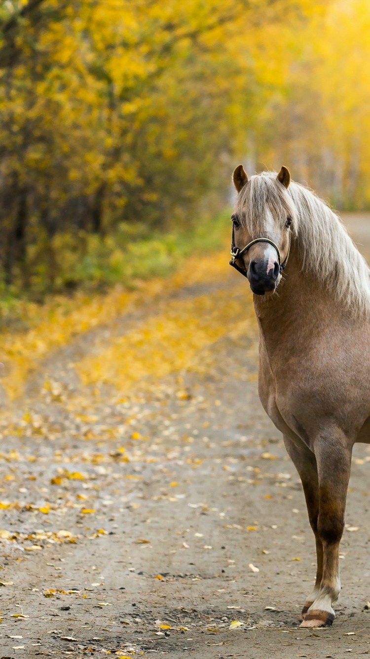 The Horse On The Road In The Fall