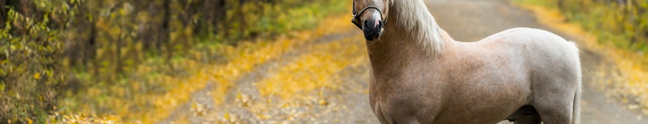 The Horse On The Road In The Fall