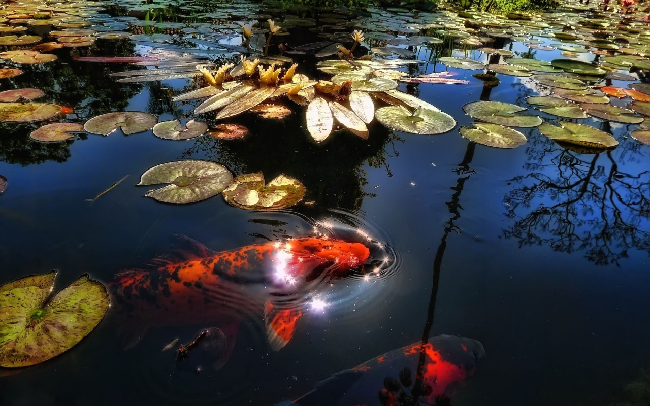 The Lake With Fish