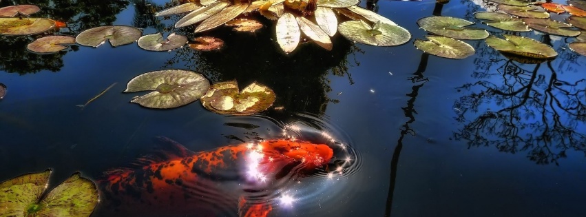 The Lake With Fish