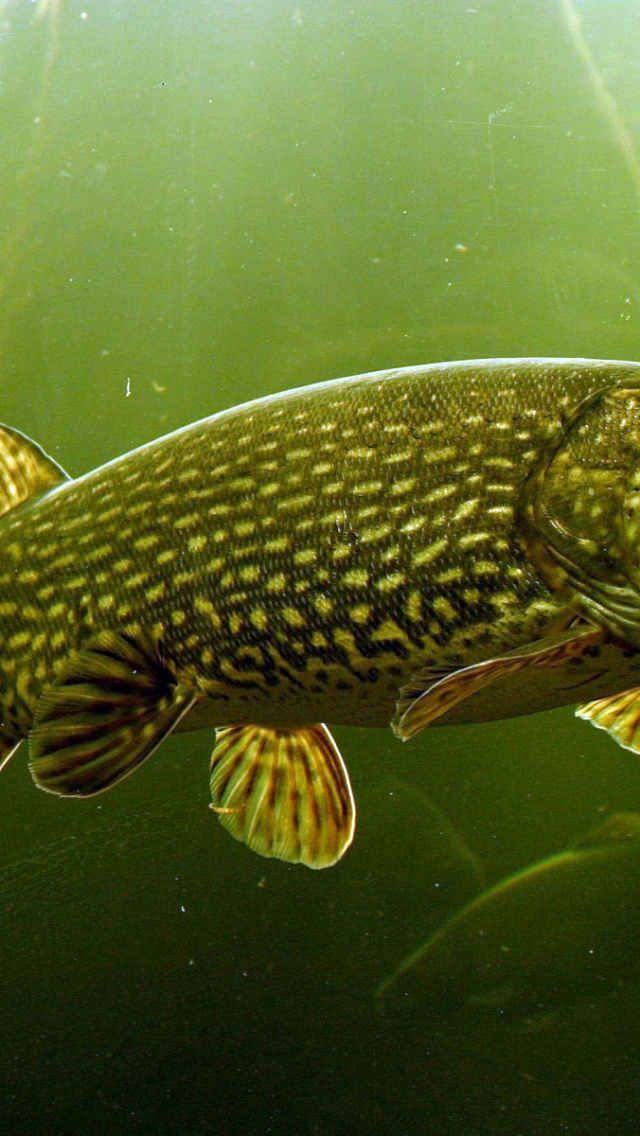 The Northern Pike