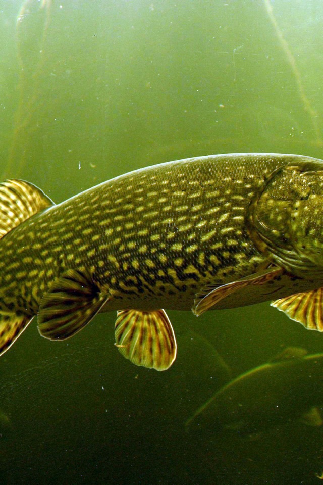 The Northern Pike