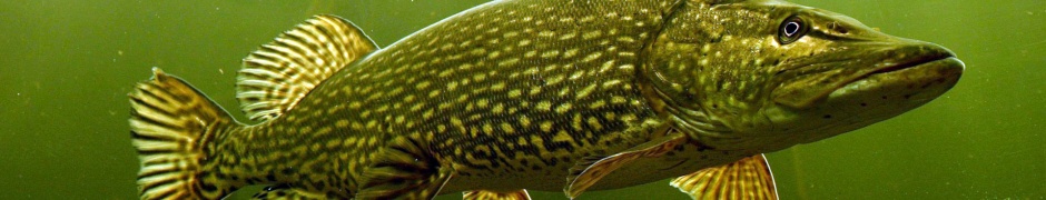 The Northern Pike