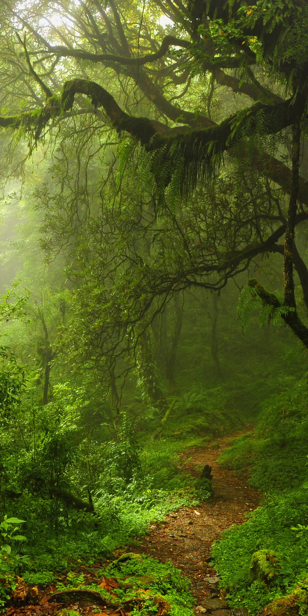 The Path Through The Jungle