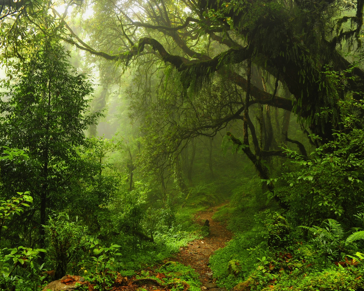 The Path Through The Jungle