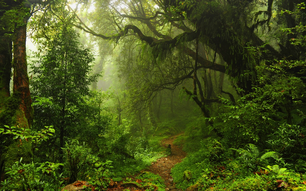 The Path Through The Jungle