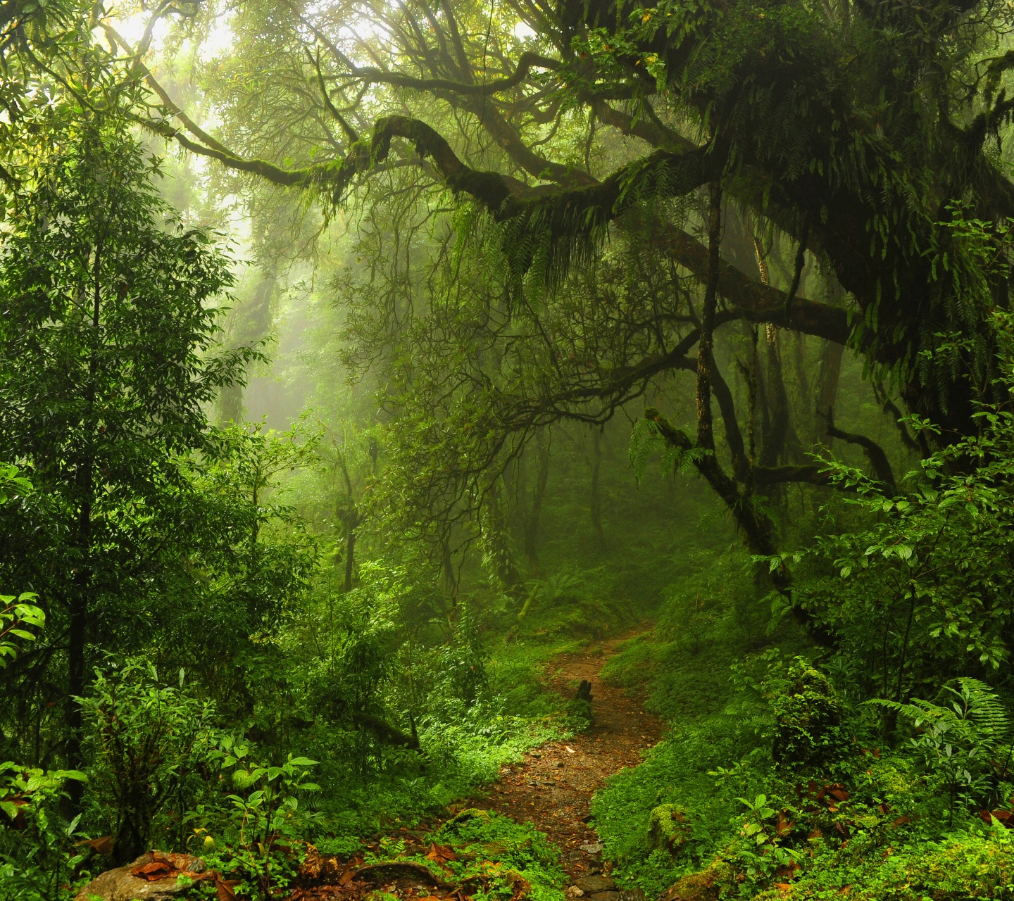 The Path Through The Jungle