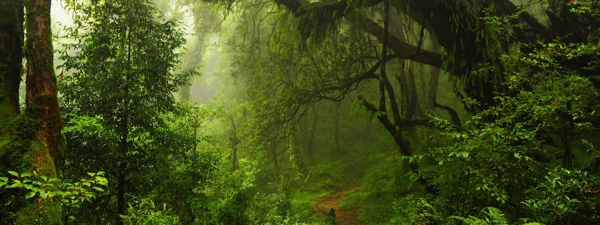 The Path Through The Jungle