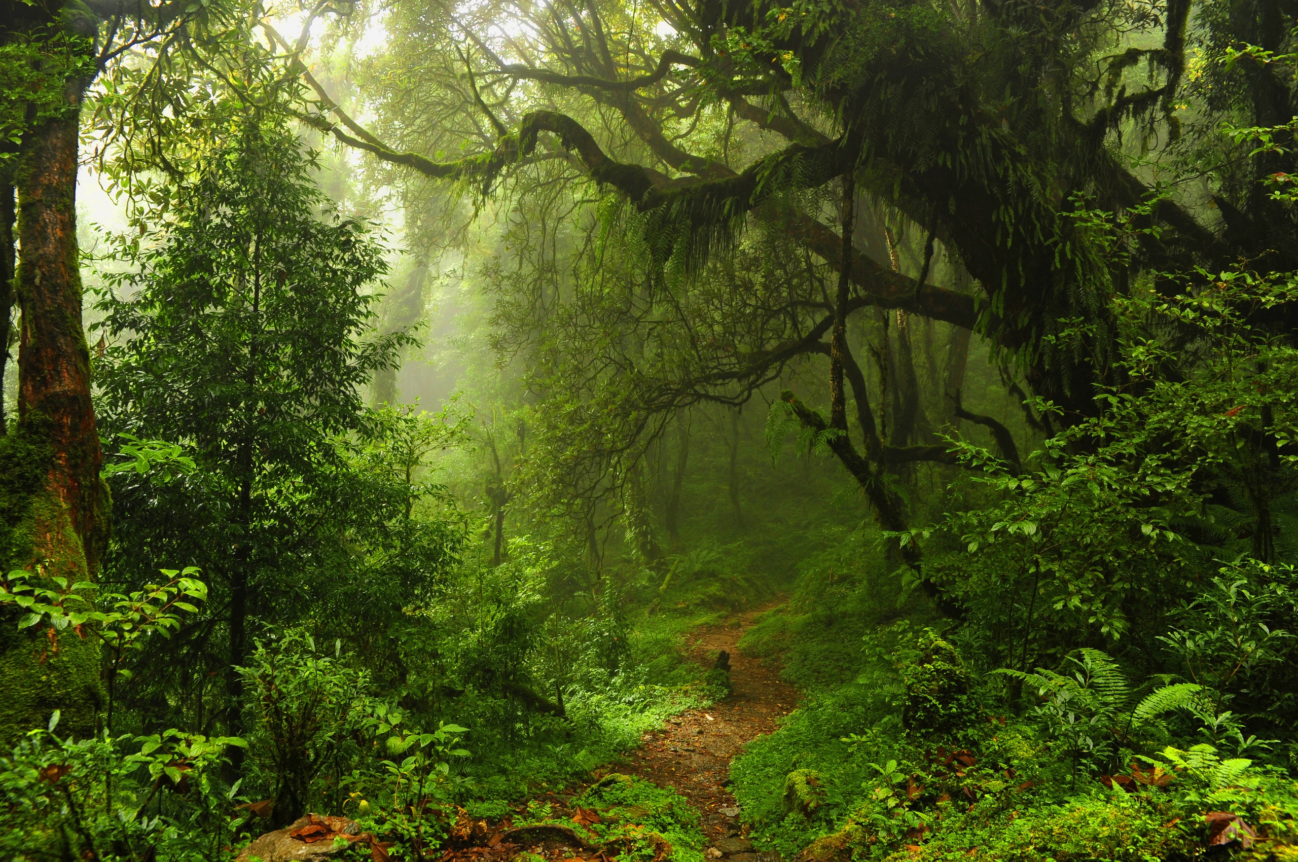 The Path Through The Jungle