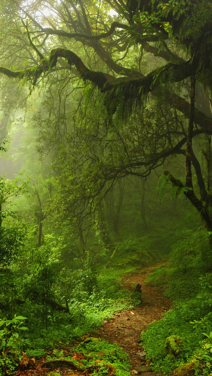 The Path Through The Jungle