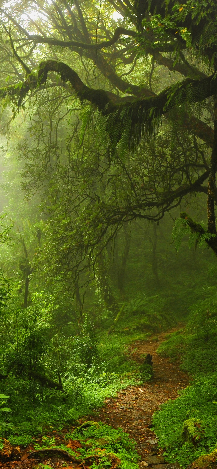 The Path Through The Jungle