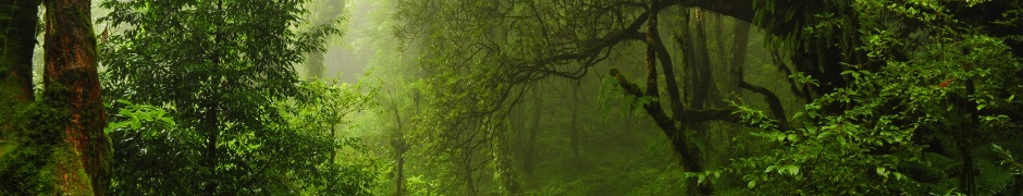 The Path Through The Jungle